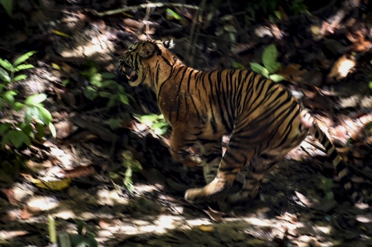 Petugas BKSDA Lepas Harimau Sumatera ke Hutan Aceh