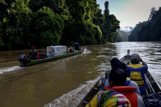 Petugas BKSDA Lepas Harimau Sumatera ke Hutan Aceh