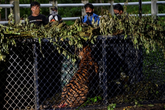 Petugas BKSDA Lepas Harimau Sumatera ke Hutan Aceh
