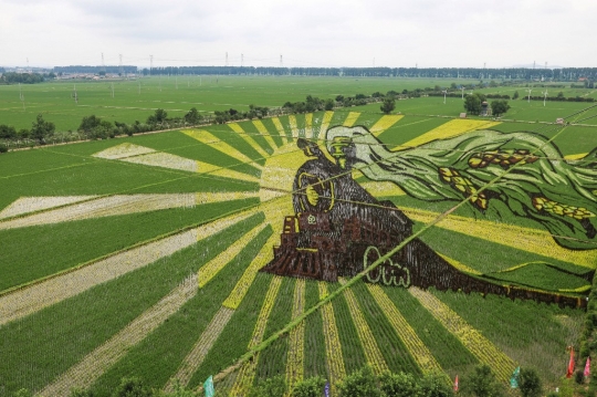 Unik, Petani di China Buat Karya Seni Raksasa dari Padi