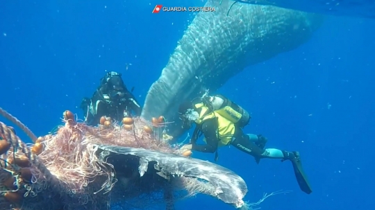 Aksi Heroik Penyelamatan Paus dari Jeratan Jaring di Italia