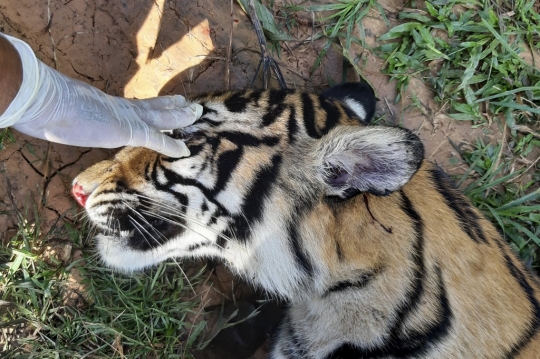Harimau Sumatera di Aceh Diduga Mati Diracun