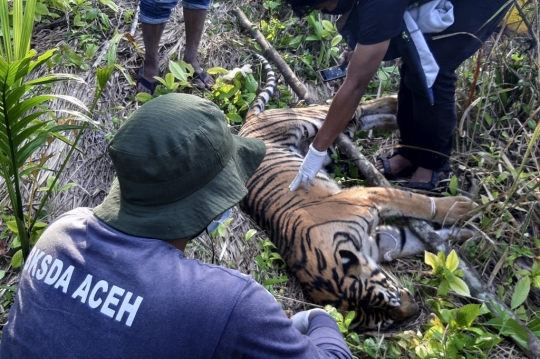 Harimau Sumatera di Aceh Diduga Mati Diracun