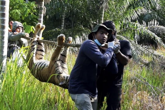 Harimau Sumatera di Aceh Diduga Mati Diracun