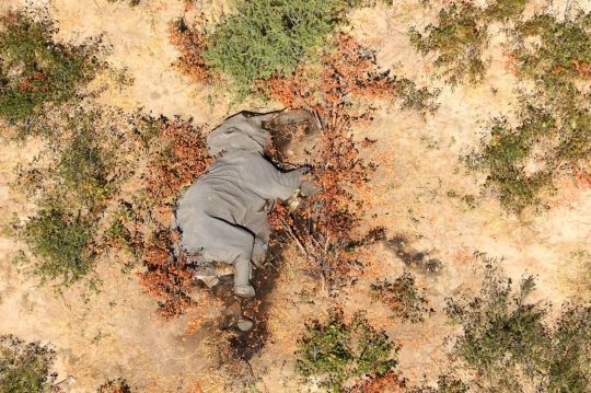 Nestapa Ratusan Gajah Mati Misterius di Botswana