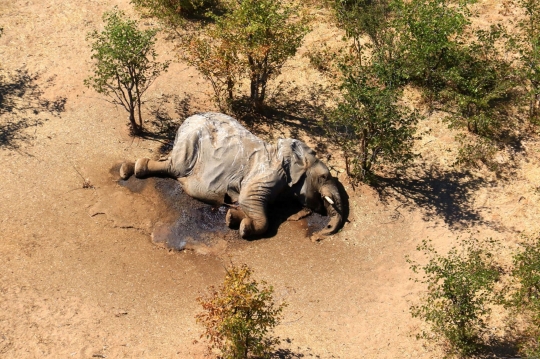 Nestapa Ratusan Gajah Mati Misterius di Botswana