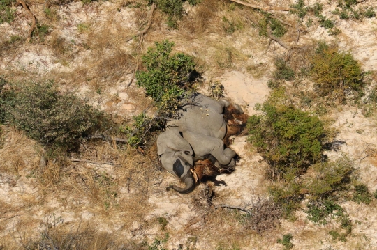 Nestapa Ratusan Gajah Mati Misterius di Botswana