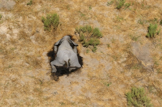 Nestapa Ratusan Gajah Mati Misterius di Botswana