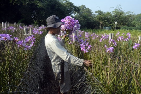 Permintaan Anggrek Anjlok 80 Persen di Tengah Pandemi