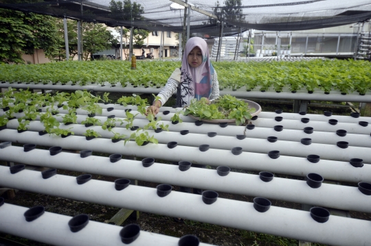 Tren Budidaya Sayur Hidroponik di Masa Pandemi