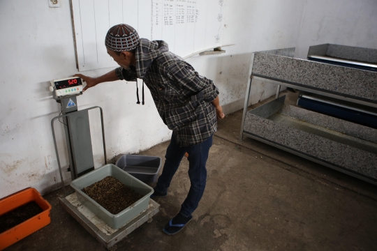 Melihat Budidaya Ulat Pemakan Sampah