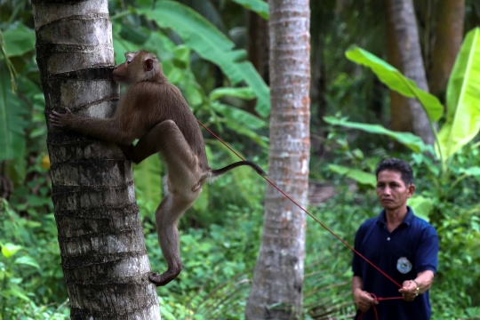 Melihat Sekolah Monyet untuk Petik Kelapa di Thailand