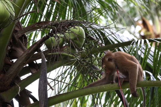 Melihat Sekolah Monyet untuk Petik Kelapa di Thailand
