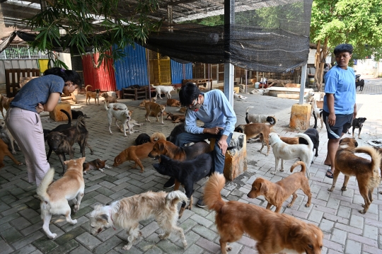 Kisah Dokter Selamatkan Anjing dari Dampak Pandemi