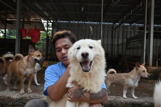 Kisah Dokter Selamatkan Anjing dari Dampak Pandemi