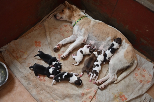 Kisah Dokter Selamatkan Anjing dari Dampak Pandemi