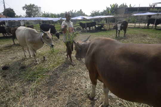 Siasat Penjual Hewan Kurban Hadapi Pandemi