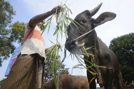 Siasat Penjual Hewan Kurban Hadapi Pandemi