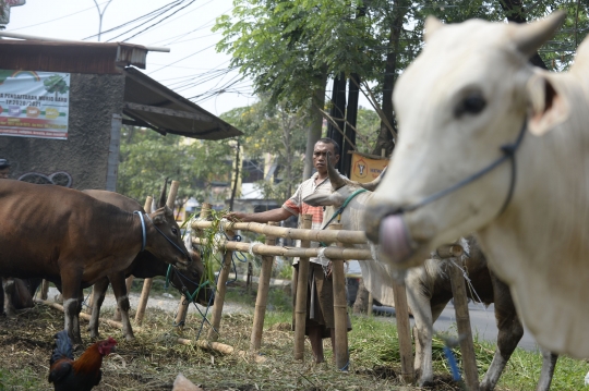 Siasat Penjual Hewan Kurban Hadapi Pandemi