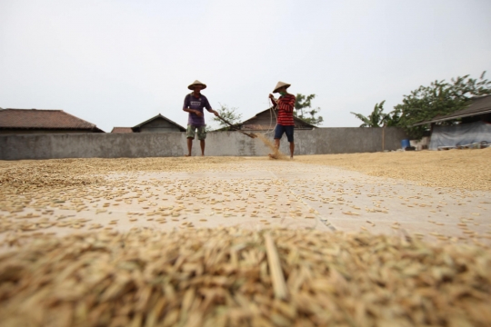 Serapan Gabah Petani 2020