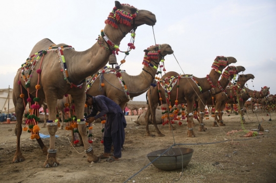 Tradisi Menghias Unta di Pasar Hewan Kurban Pakistan