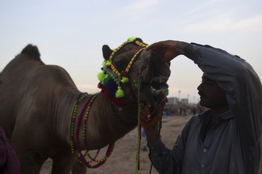 Tradisi Menghias Unta di Pasar Hewan Kurban Pakistan