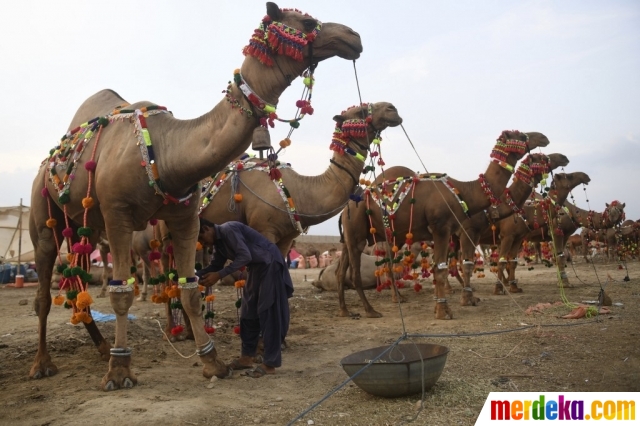 Tradisi Menghias Unta di Pasar Hewan Kurban Pakistan