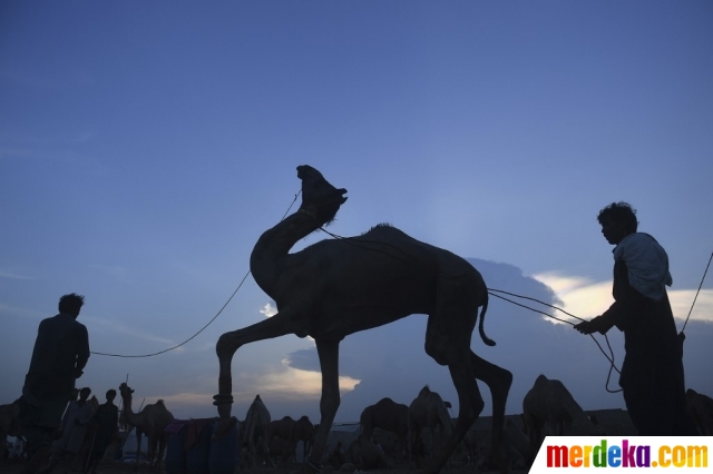 Foto : Tradisi Menghias Unta di Pasar Hewan Kurban Pakistan| merdeka.com