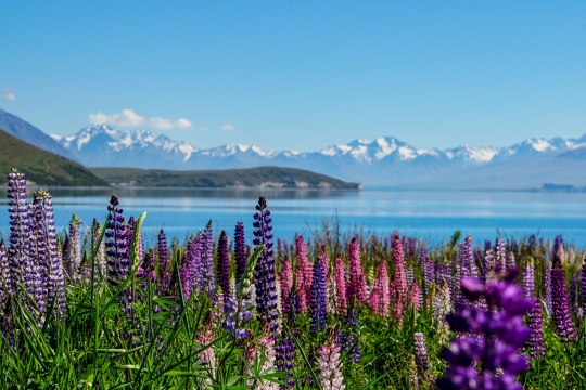 Potret Keindahan Danau Tekapo yang Ditumbuhi Ratusan Lupin Liar