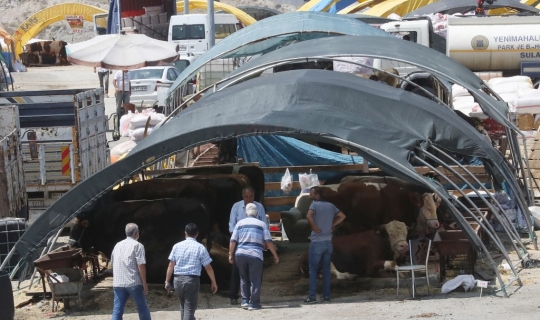Menengok Pasar Hewan Kurban di Turki Menjelang Idul Adha