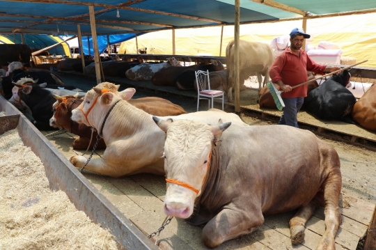 Menengok Pasar Hewan Kurban di Turki Menjelang Idul Adha