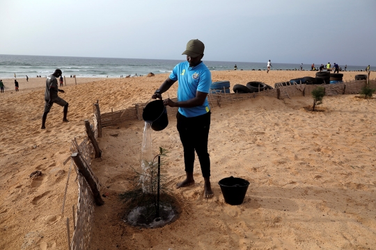 Aksi Menghutankan Kembali Garis Pantai di Senegal