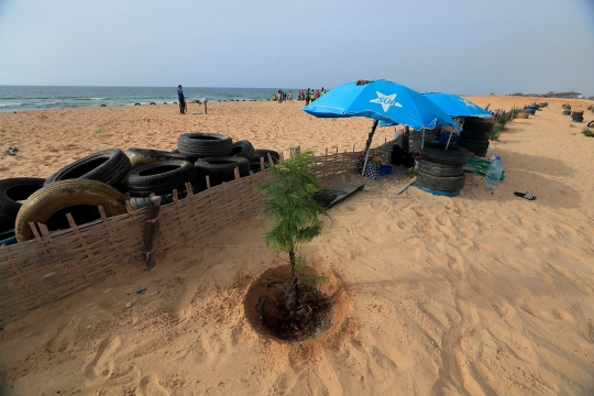 Aksi Menghutankan Kembali Garis Pantai di Senegal