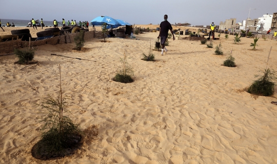 Aksi Menghutankan Kembali Garis Pantai di Senegal