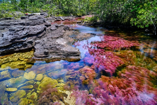 Keunikan Sungai Lima Warna Cano Cristales di Kolombia