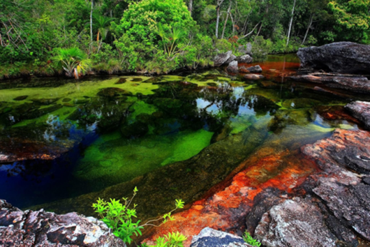 Keunikan Sungai Lima Warna Cano Cristales di Kolombia