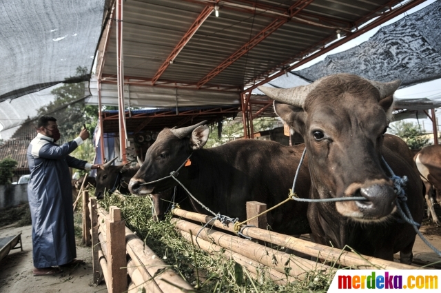 Foto : Geliat Pasar Hewan Kurban Virtual di Tengah Pandemi| merdeka.com