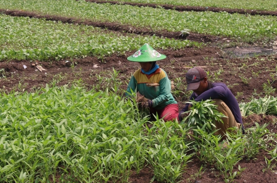 Memanen Kangkung di Tengah Pandemi