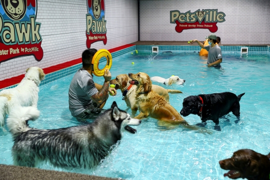 Mengunjungi Waterpark Khusus Anjing di Dubai