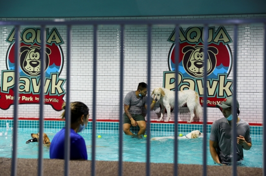 Mengunjungi Waterpark Khusus Anjing di Dubai