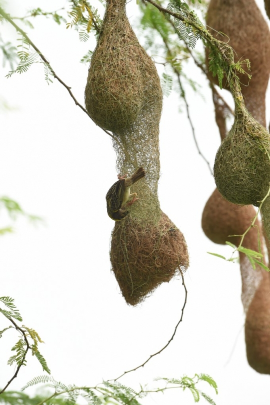 Keunikan Sarang Burung Penenun