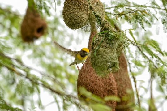 Keunikan Sarang Burung Penenun