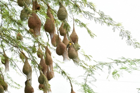 Keunikan Sarang Burung Penenun