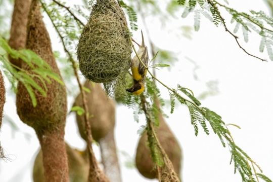 Keunikan Sarang Burung Penenun