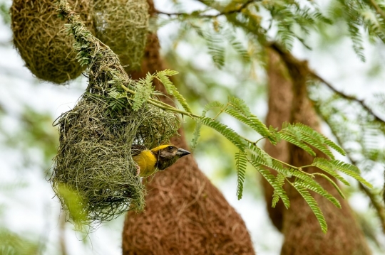 Keunikan Sarang Burung Penenun