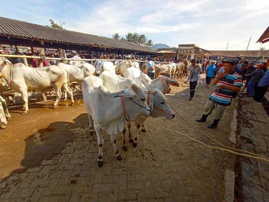 Menengok Kesibukan Pasar Hewan Ambarawa Jelang Idul Adha