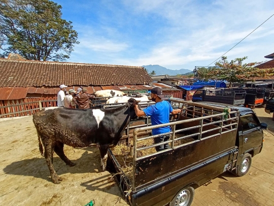 Menengok Kesibukan Pasar Hewan Ambarawa Jelang Idul Adha