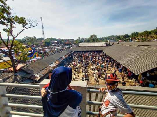 Menengok Kesibukan Pasar Hewan Ambarawa Jelang Idul Adha