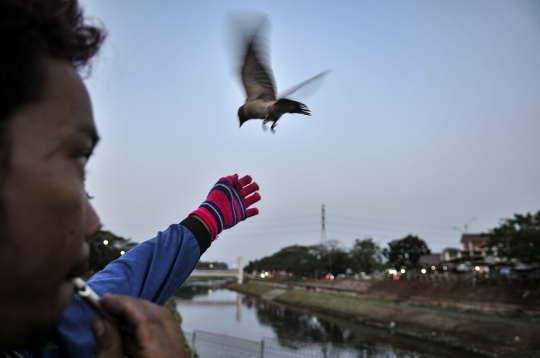 Melatih Burung Free Fly