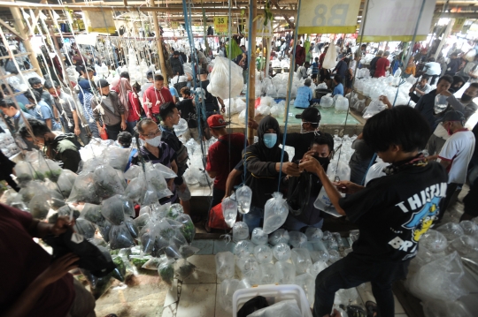 Tak Ada Jaga Jarak, Pengunjung Berdesakan di Pasar Ikan Hias Parung